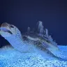 「Life on the sea turtle」
