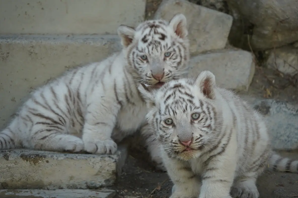 東武動物公園限定ホワイトタイガーキティ 2種 まとめ6個 埼玉東武動物公園ホワイトタイガー | あすなろ舎