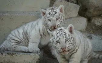 東武動物公園、話題の赤ちゃんホワイトタイガー「チビとら」の