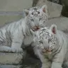 東武動物公園で飼育されている2頭のホワイトタイガーの赤ちゃん「チビとら」
