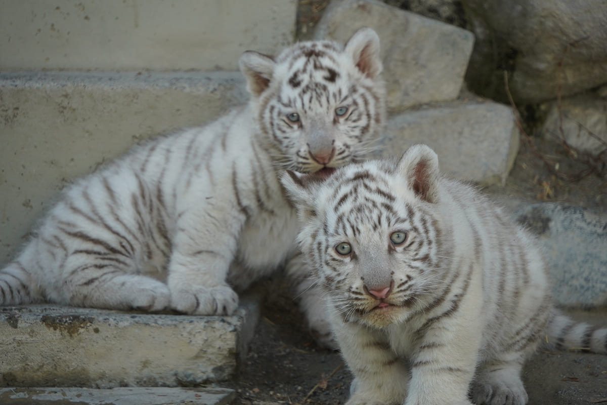 東武動物公園、話題の赤ちゃんホワイトタイガー「チビとら」の