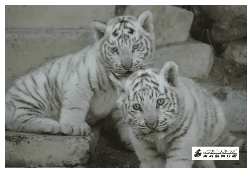 東武動物公園のとら maxresdefault.jpg