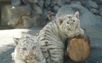 東武動物公園限定ホワイトタイガーキティ 2種 まとめ6個 ホワイトタイガーの赤ちゃん2頭、母にくわえられてお散歩 埼玉
