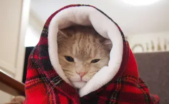 「ねこ休み展」聖なる夜もニャンたちに癒される🐾 冬の横浜に再来