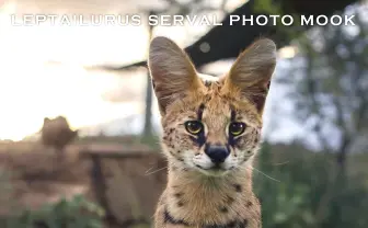 『けものフレンズ』ロスの特効薬!? 写真集『サーバルパーク』Amazonでも即完