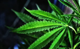 米コカ・コーラ、大麻成分入り飲料開発か