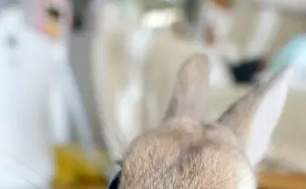うさぎ界の神も「うさぎしんぼる展」が名古屋に 300点超えのモフモフ広がる