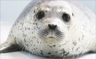 アザラシ足りてる？ 水族館から野生アザラシまでを網羅したアザラシ本が刊行