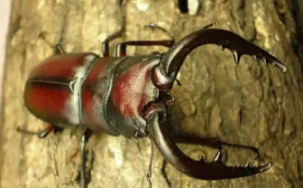 ミヤマクワガタ、ノコギリに敗れ激減！対戦成績79勝40敗「虫相撲」で判明