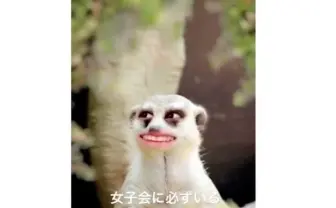 青山テルマがミーアキャット姿で女子会あるある再現　抜群のセンス見せつける