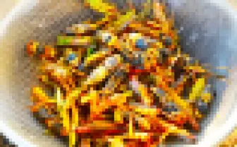 スズメバチとバッタ食べたことある? 昆虫博士おすすめ秋の絶品昆虫食