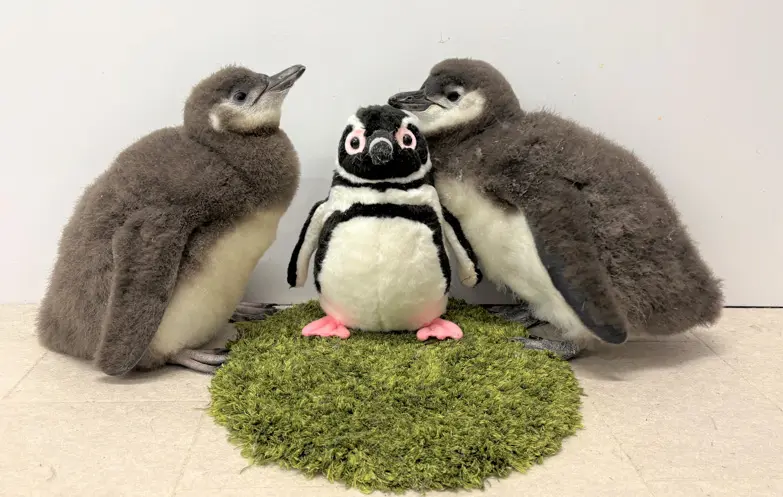 すみだ水族館で生まれた「マゼランペンギン」の赤ちゃん2羽がプールデビュー決定