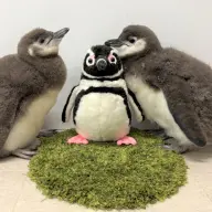 マゼランペンギンの赤ちゃん「あられ（右）」と「つづみ（左）」（6月2日撮影）