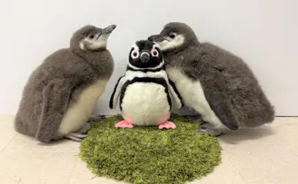 すみだ水族館で生まれた「マゼランペンギン」の赤ちゃん2羽がプールデビュー決定