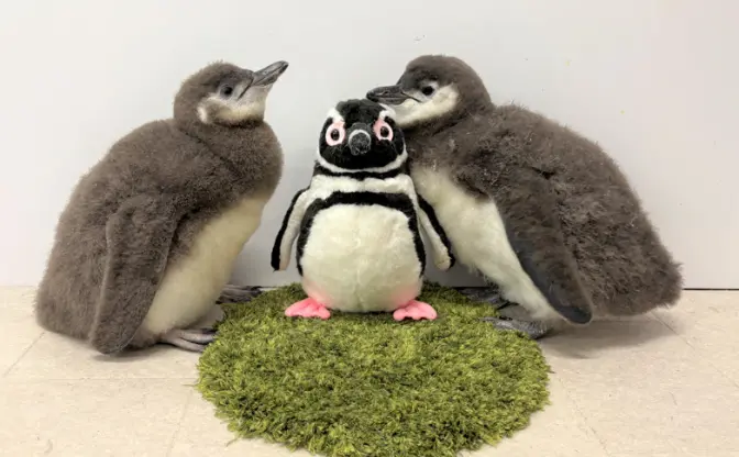 すみだ水族館で生まれた「マゼランペンギン」の赤ちゃん2羽がプールデビュー決定