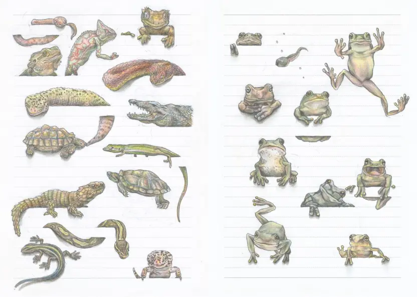 晴夏さんは爬虫類好き。『罫線で遊ぶ動物』にもワニが登場します／ワニブックス提供※画像はイメージです