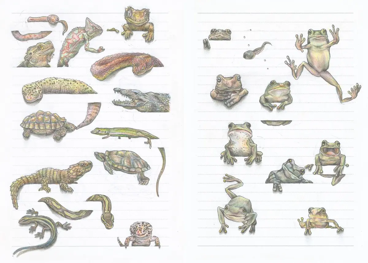 晴夏さんは爬虫類好き。『罫線で遊ぶ動物』にもワニが登場します／ワニブックス提供※画像はイメージです