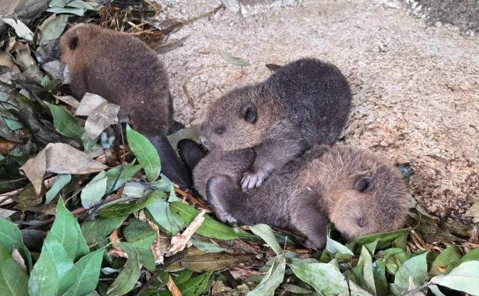 東武動物公園、アメリカビーバーの赤ちゃん誕生　生後5日で早くもプールデビュー