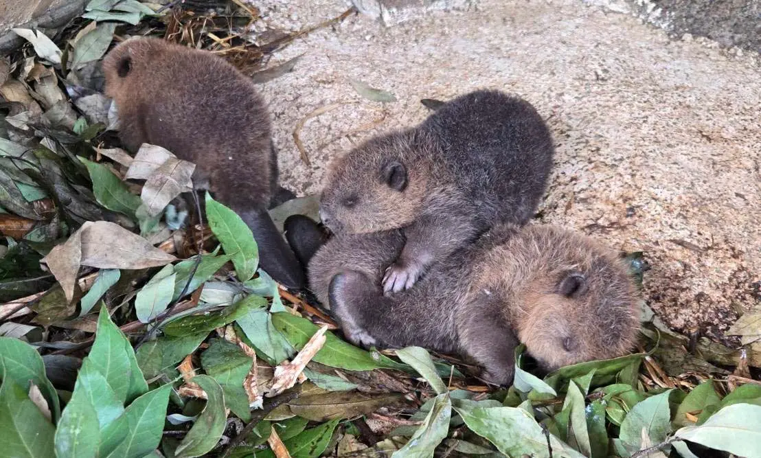 東武動物公園、アメリカビーバーの赤ちゃん誕生 生後5日で早くもプール
