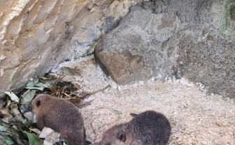 東武動物公園、アメリカビーバーの赤ちゃん誕生　生後5日で早くもプールデビュー