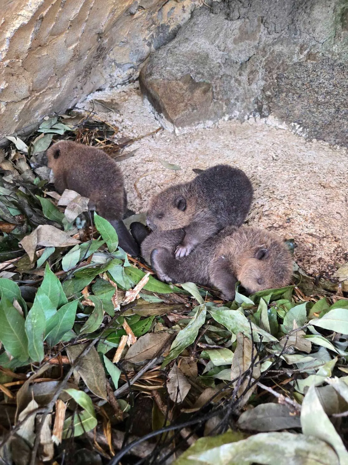 東武動物公園、アメリカビーバーの赤ちゃん誕生　生後5日で早くもプールデビュー