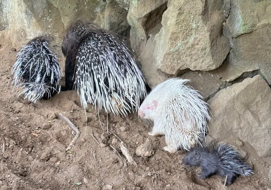 両親と双子のきょうだいと今回生まれた赤ちゃん