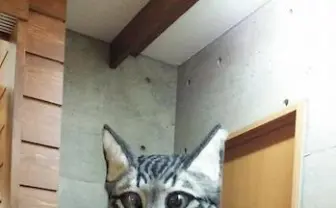 クオリティ高すぎ！ 頭にかぶれる「リアル猫ヘッド」がすごい