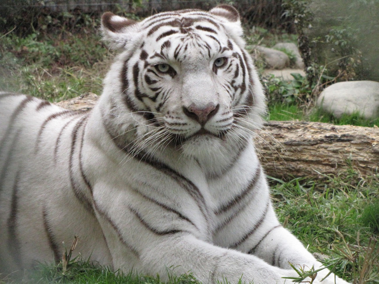 東武動物公園限定ホワイトタイガーキティ 2種 まとめ6個 large.jpg?1737076462