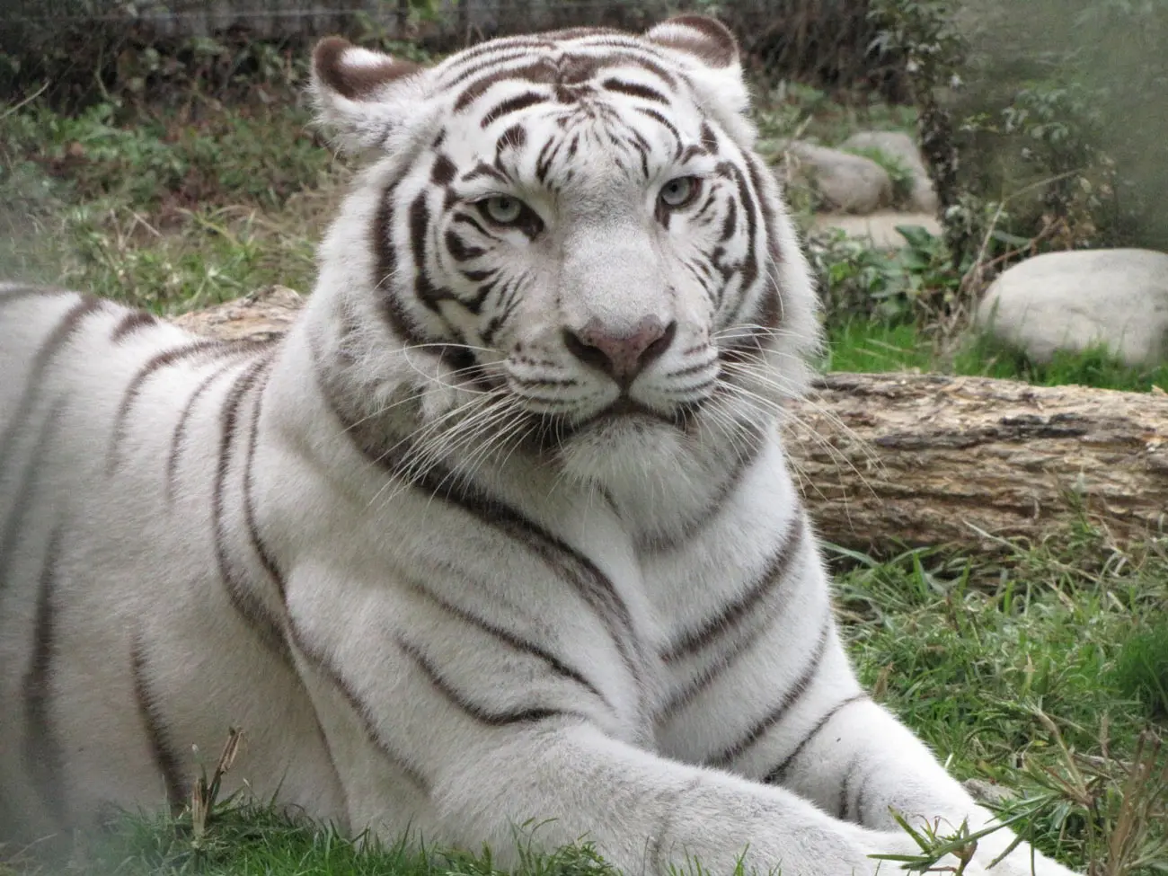 東武動物公園のホワイトタイガー「カーラ」が20歳に　人間なら100歳