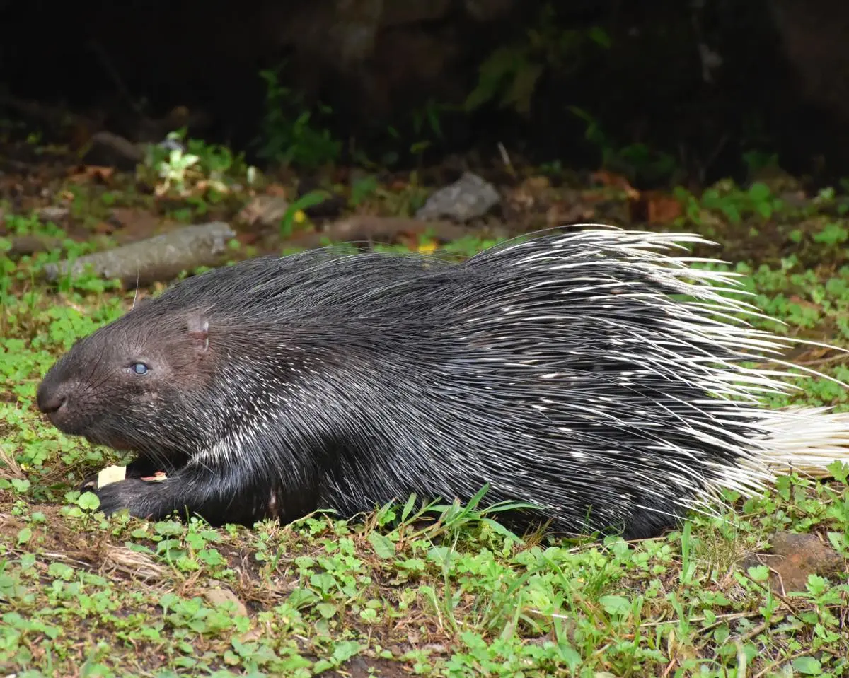 インドタテガミヤマアラシ