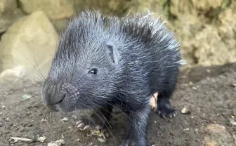 伊豆シャボテン動物公園、インドタテガミヤマアラシの赤ちゃん誕生 双子と一緒に成長中