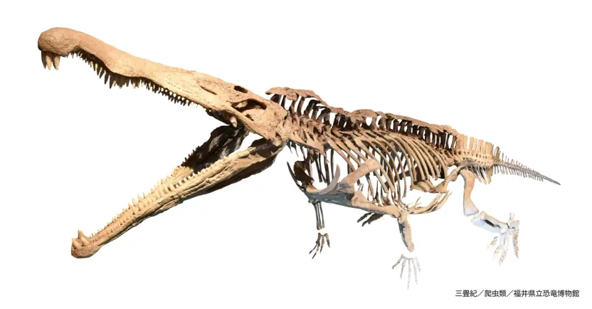 国立科学博物館「大絶滅展」がゾイドとコラボ 古代生物モチーフの限定