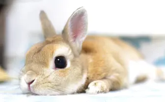 モフモフすぎる写真展「うさぎしんぼる展」SNSで人気のうさぎも登場