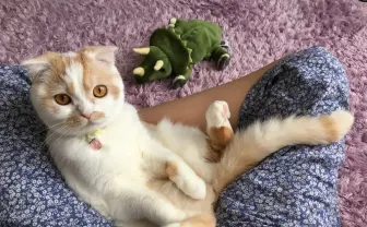 「ねこ休み展」が横浜に 年末年始は癒やされたっていいじゃにゃい