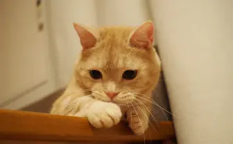 春「ねこ休み展」が名古屋に🌸 愛猫🐱が誌面に登場するチャンスも