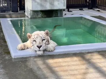 20歳を迎え国内最高齢となった現在のカーラ