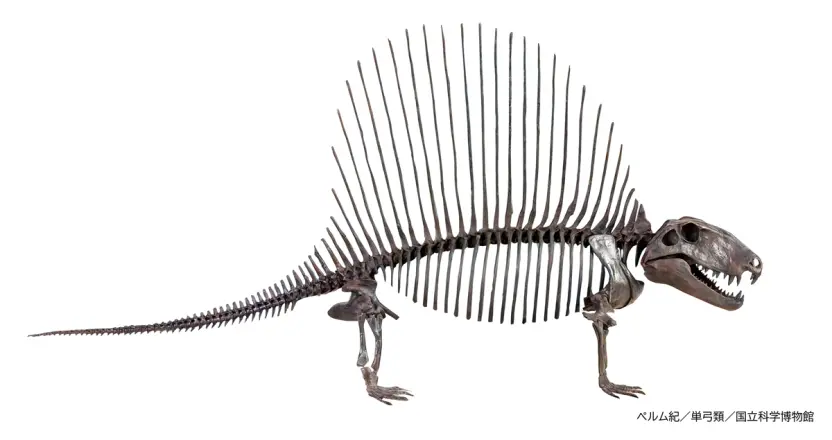 大絶滅展　ゾイドワイルド 国立科学博物館で「大絶滅展」11月1日から開催。12月には「ゾイド」と