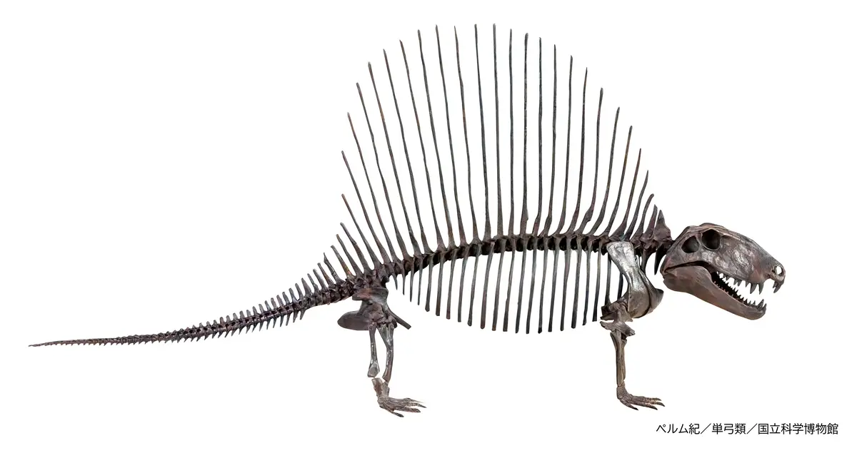 ディメトロドン