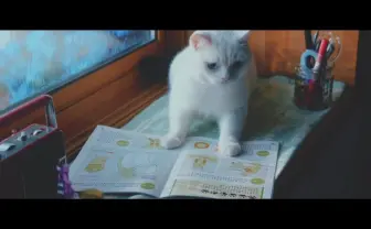 【ねこ動画】可愛いのに泣ける! 猫たちがお婆ちゃんを喜ばせるために内緒で勉強