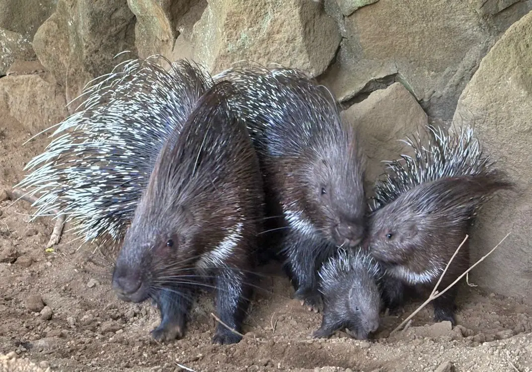 両親やきょうだいに寄り添う姿が可愛い