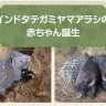 伊豆シャボテン動物公園で生まれたインドタテガミヤマアラシの赤ちゃん