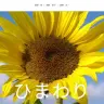 ひまわり