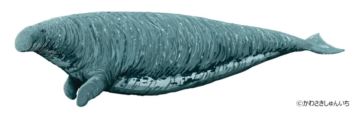 ステラーダイカイギュウ