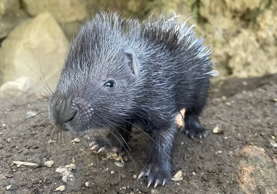 伊豆シャボテン動物公園、インドタテガミヤマアラシの赤ちゃん誕生　双子と一緒に成長中