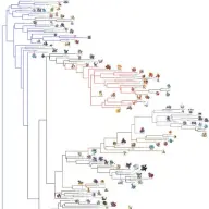 ポケモン進化系統樹