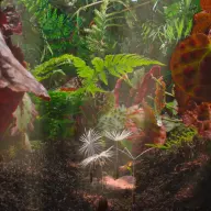 ダンデライオンズ・オデッセイ（英題：Dandelion