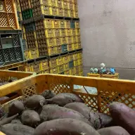 実際にVTuberの楽曲を貯蔵中の芋に聞かせている様子（米川農園 佐之衛門）