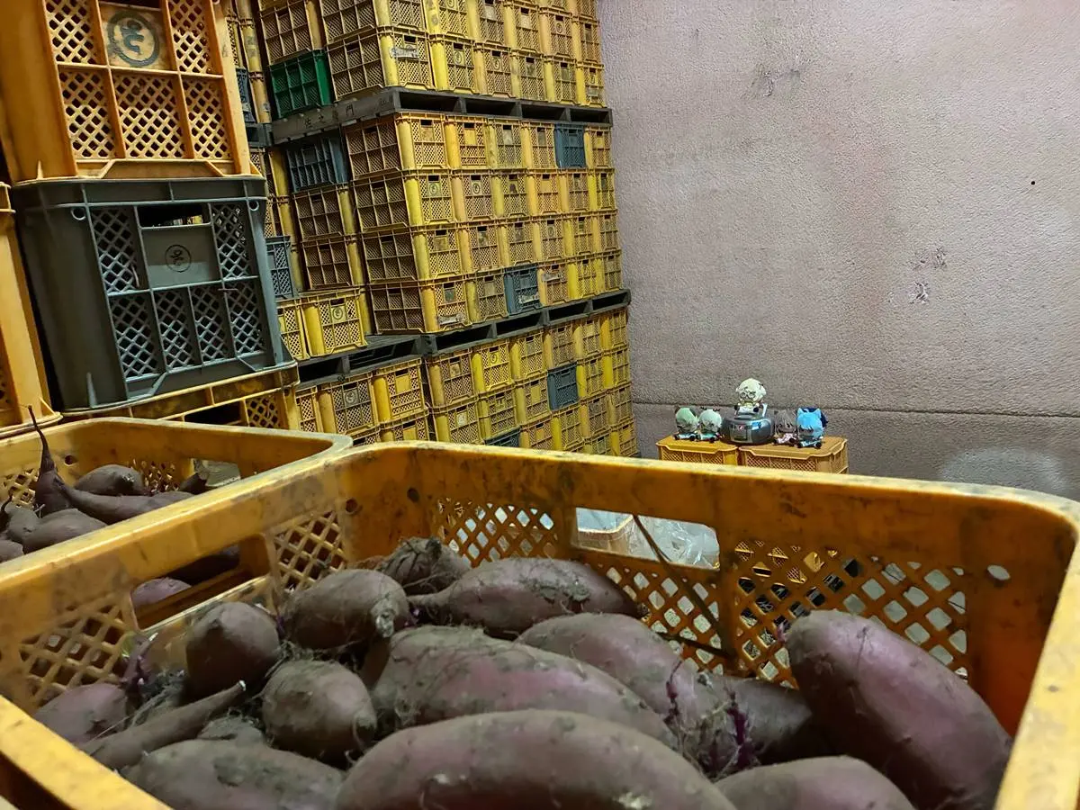 実際にVTuberの楽曲を貯蔵中の芋に聞かせている様子（米川農園 佐之衛門）