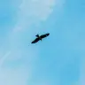 空を見上げればトンビ