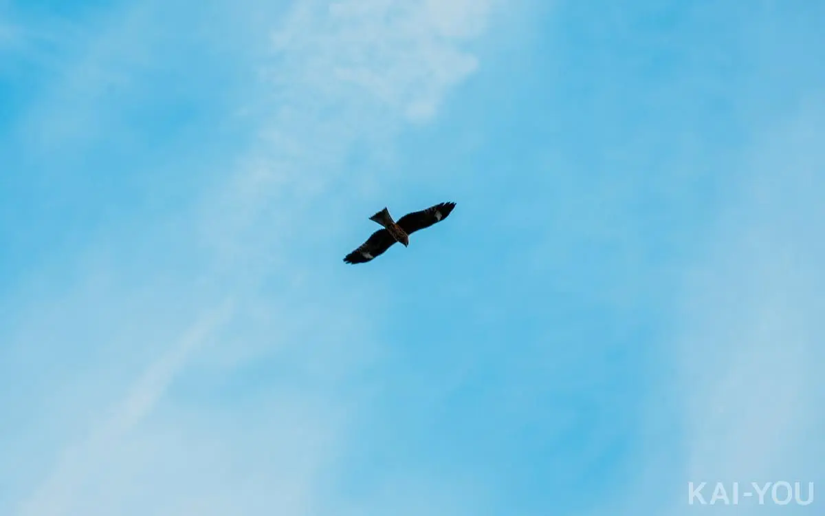 空を見上げればトンビ